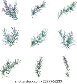 Watercolor rosemary flowers set. Hand painted illustration isolated on white background