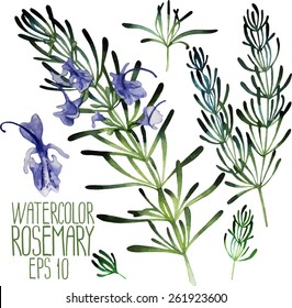 Watercolor rosemary set. Vector design elements isolated on white background