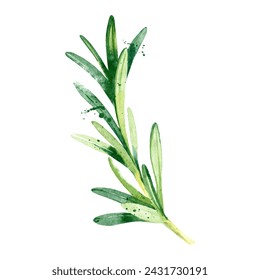 Watercolor rosemary spices. Isolated eco food vector illustration on white background