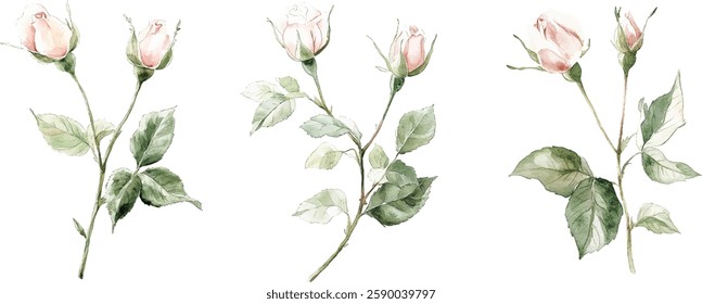 Watercolor Roses - Delicate Pink Buds and Green Leaves vector illustration
