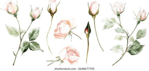 Aquarela Rosas - Delicado Pink Buds e verde Folhas ilustração vetor
