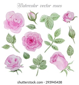 Watercolor roses elements set, leaves and flowers. Vector hand drawn design