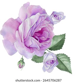 Watercolor roses, hand drawn floral illustration, isolated pink flowers.
