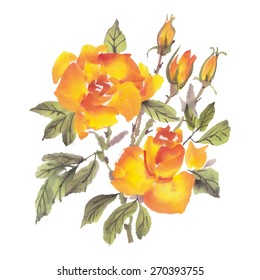 Watercolor roses isolated on a white background.  Vector illustration.