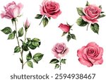 watercolor roses set on white background