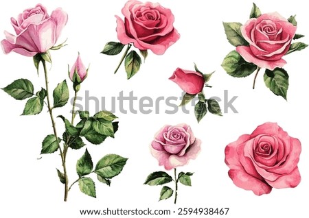 watercolor roses set on white background