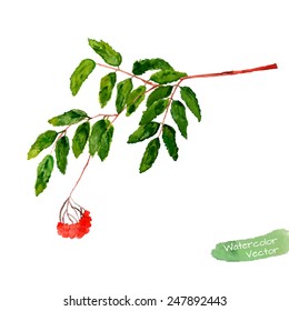 Watercolor rowan branch with leaves and bunch of grapes. Editable vector illustration.