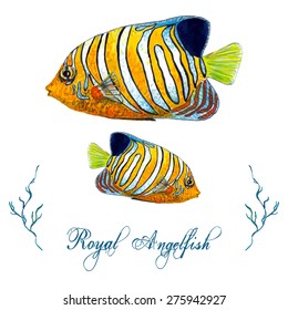 Watercolor Royal Angelfish isolated on white background. Tropical fish card, postcard, invitation. Elegant concept for Aquarium, Swimming Lessons, Diving courses, Eco Tourism. Element for your design.