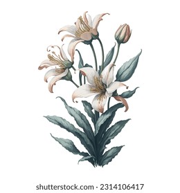 Watercolor Royal Lily Vector: This captivating watercolor artwork beautifully captures the regal elegance of the Royal Lily. Whether used for prints, stationery, or home decor.