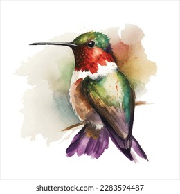 watercolor ruby  throated hummingbird  Vector illustration for greeting cards  invitations    other printing   web projects 