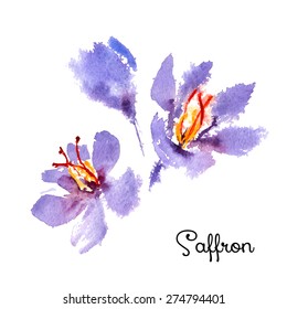 Watercolor Saffron Crocus Flower Vector Illustration