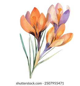 Watercolor of saffron flower, isolated on a white background, saffron vector