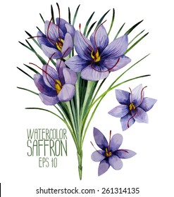 Watercolor saffron flowers. Vector design elements isolated on white background