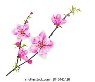 Watercolor sakura frame. Background with blossom cherry tree branches. Hand drawn japanese flowers