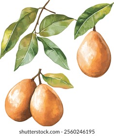 
watercolor Sapodilla, pear set on white, vector set
