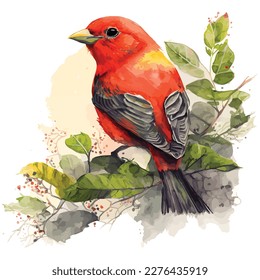 watercolor Scarlet Tanager bird, vector illustration.