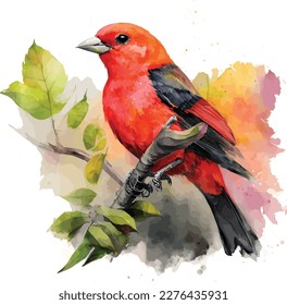 watercolor Scarlet Tanager bird, vector illustration.