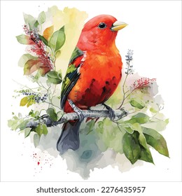 acuarela Scarlet Tanager, ilustración vectorial.