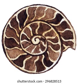 Watercolor sea shell ammonit ammonite vector isolated clip art