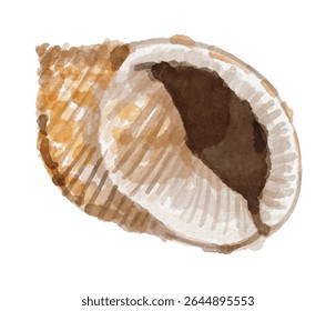 Watercolor sea shell hand painted