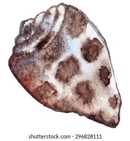 Watercolor sea shell vector isolated clip art