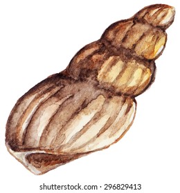 Watercolor sea shell vector isolated clip art