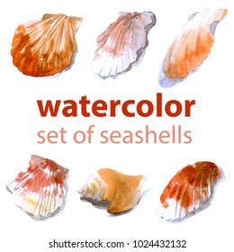 Watercolor sea shells isolated on white background