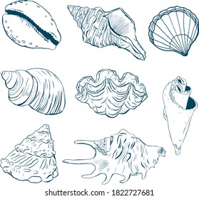 Watercolor sea shells line art set. Hand painted underwater element illustration isolated on white background. Aquatic illustration for design, print or background.