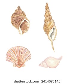 watercolor sea shells vector nature