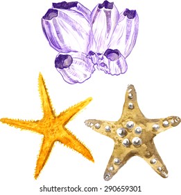 watercolor sea souvenir, two  stars and coral barnacle, hand drawn vector elements