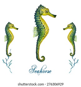 Watercolor Seahorse isolated on white background. Tropical fish card, postcard & invitation. Elegant concept for Aquarium, Swimming Lessons, Diving courses & Eco Tourism. Element for your design. 