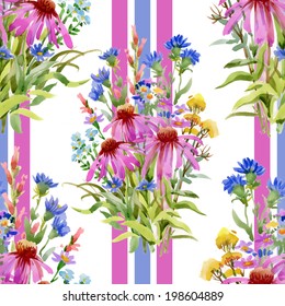 Watercolor seamless echinacea and cornflowers pattern on white background with lines vector