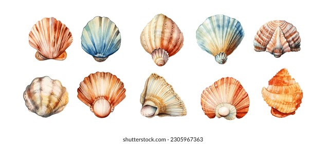 Colección de conchas acuáticas aisladas en fondo blanco. Diseño gráfico de elementos marinos oceánicos. Ilustración del vector