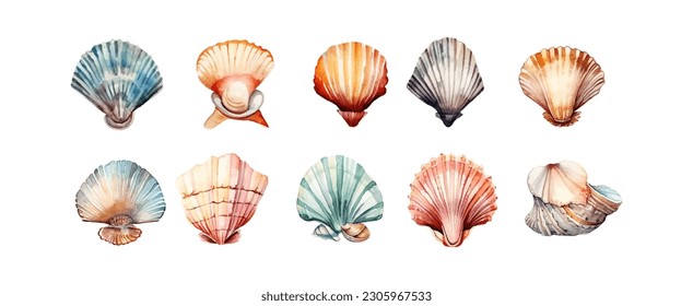 Colección de conchas acuáticas aisladas en fondo blanco. Diseño gráfico de elementos marinos oceánicos. Ilustración del vector