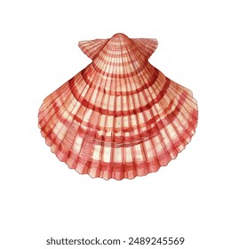 Watercolor seashells isolated white background. Hand drawn illustration. Collection realistic sea shell for design.