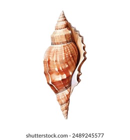 Watercolor seashells isolated white background. Hand drawn illustration. Collection realistic sea shell for design.