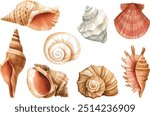 Watercolor seashells set isolated white background. Hand drawn illustration. Collection realistic sea shell for design.