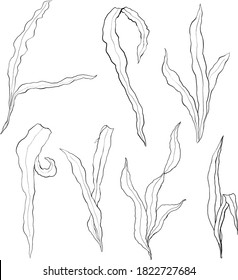 Watercolor seaweed line art set with laminaria branches. Hand painted underwater floral illustration with algae leaves isolated on white background. Kelp for design, fabric or print.
