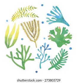 Watercolor seaweeds set