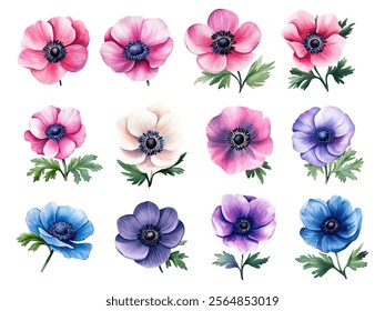 Watercolor set of anemones flowers png. Watercolor hand drawn floral set of anemones, flowers with leaves illustration isolated on white background. Vector illustration.