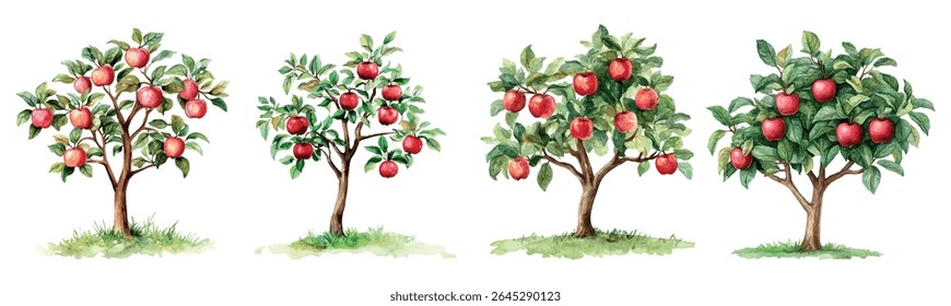 Watercolor set of apple trees with ripe apples png. Apple trees with green leaves and ripe red apples. Concept of orchard, harvest, etc. Vector illustration.