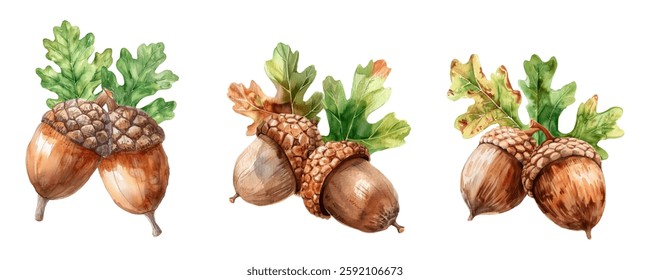 Watercolor set of autumn acorns png. Forest oak acorns with oak leaves on a transparent background. Autumn forest concept. Hello autumn. Vector illustration.