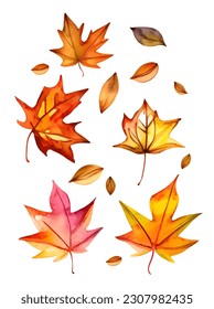 Watercolor set of autumn maple leaves isolated on white background. Illustration of autumn red, green, orange leaf.