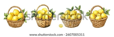 Watercolor set of baskets with lemons. Watercolor wicker baskets with yellow lemons and lemon tree branches. Fresh cirrus fruits. Fruit symbol of Italy.