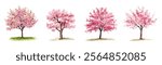 Watercolor set of blooming pink sakura trees png. Watercolor sakura tree blooming with pink flowers. Spring trees png. Vector illustration.