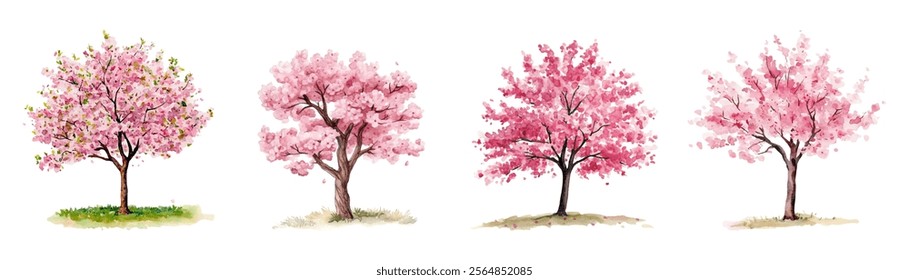 Watercolor set of blooming pink sakura trees png. Watercolor sakura tree blooming with pink flowers. Spring trees png. Vector illustration.