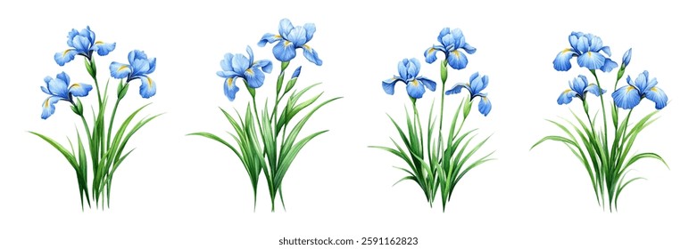 Watercolor set of blue iris flowers png. Blue iris flowers with green leaves. Spring and summer flowers concept. Elements for rustic, wedding designs and others. 