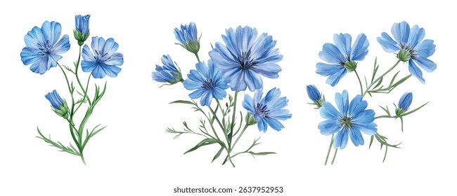 Watercolor set of blue wildflowers png. Flowers of cornflower, chicory and other blue meadow flowers. Concept of rural nature, field, meadow etc. Vector illustration.