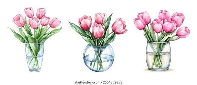 Watercolor set of bouquets of pink tulips in a glass vase png. Spring bouquet of pink tulips in a glass transparent vase with water watercolor. Spring elements png. Vector illustration.