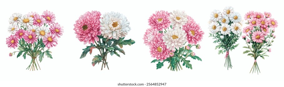 Watercolor set of bouquets of pink and white chrysanthemums on an isolated background. Watercolor pink and white chrysanthemum flowers. Vector botany watercolor.